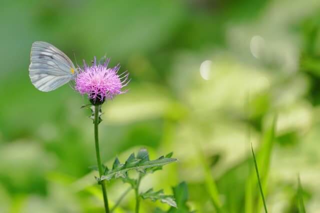 綺麗な野の花