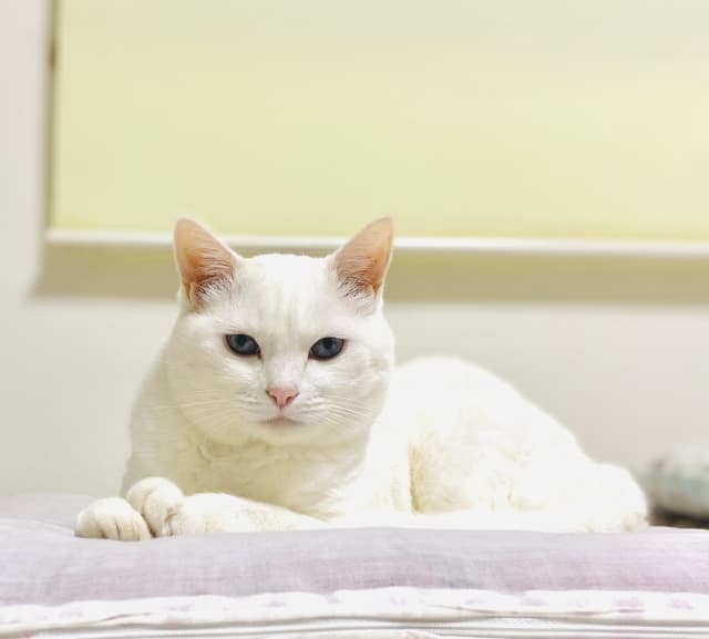 猫に話を聴いてもらう